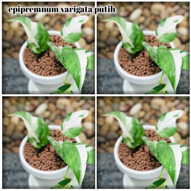 Epipremnum varigata mint