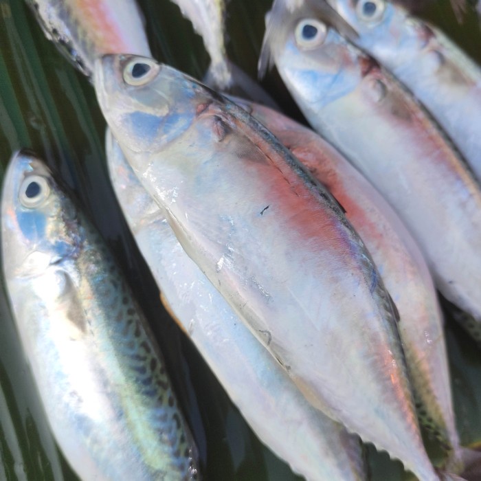 

ikan makerel segar banyara pasar online makassar