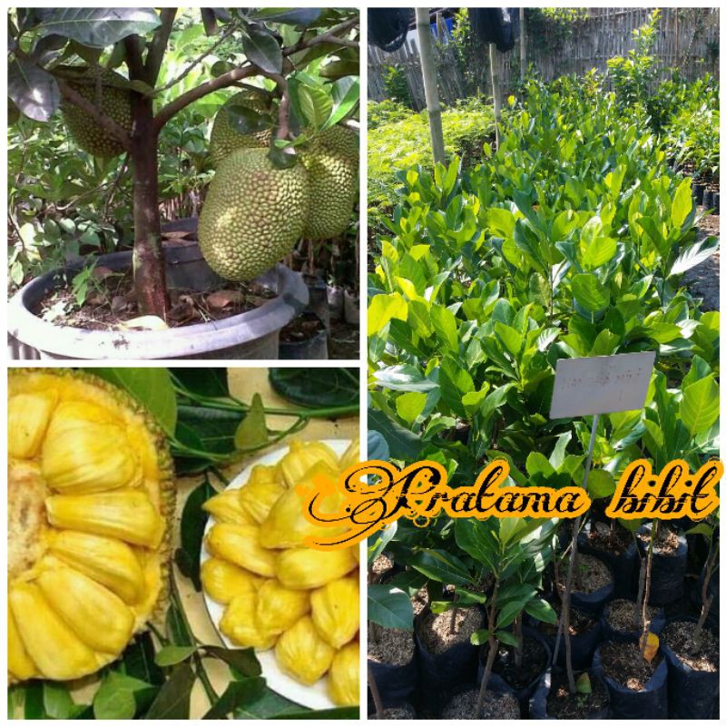 BIBIT NANGKA MADU NANGKA MINI