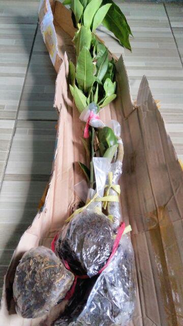 Bibit Jeruk Mandarin 400 Gram / Bibit