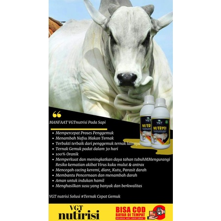 VGT Nutrisi Penggemuk Sapi
