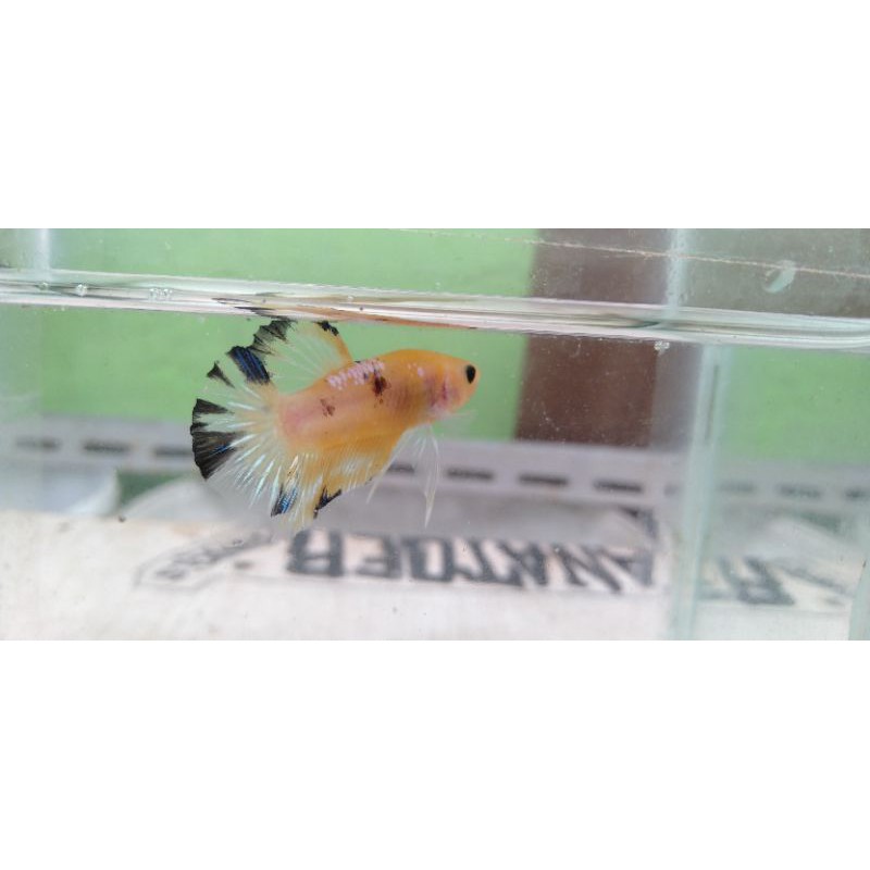 

cupang yellow fancy