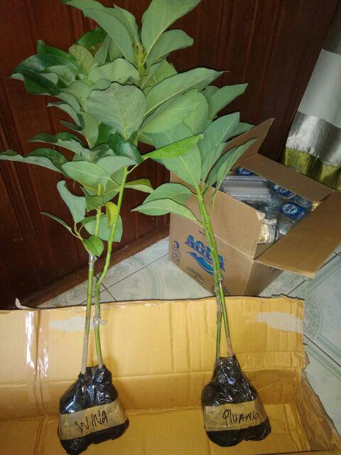 Jual Bibit Alpukat Wina