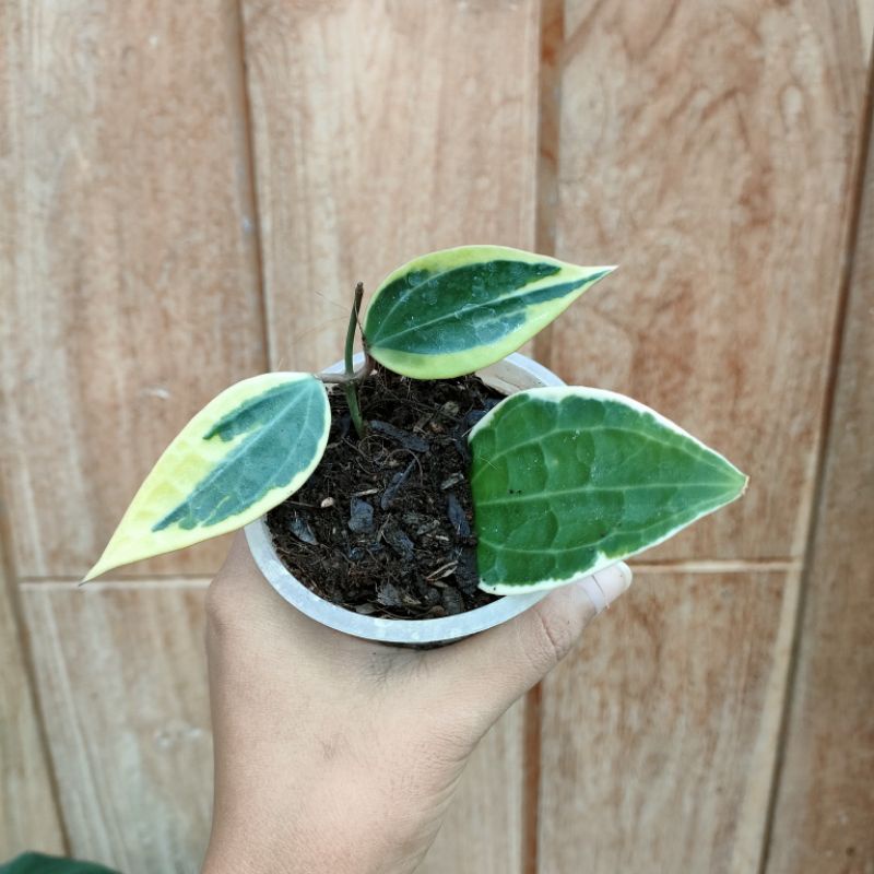 Tanaman Hias Hoya Macrophylla Variegata
