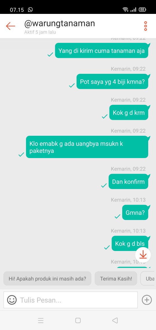 Tanaman Hias Herbal Sirih Merah