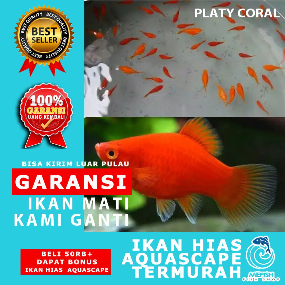 920 Koleksi Video Ikan Hias Aquarium Air Laut Terbaru