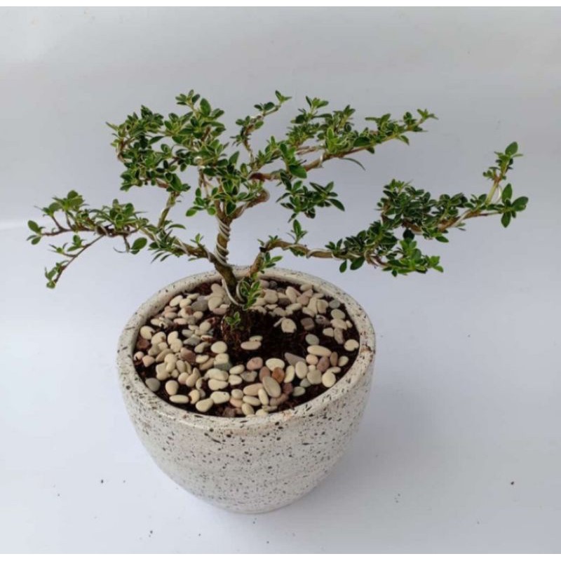 pohon bonsai hingkip atau mirten tanaman hias pohon bonsai hingkip atau mirten
