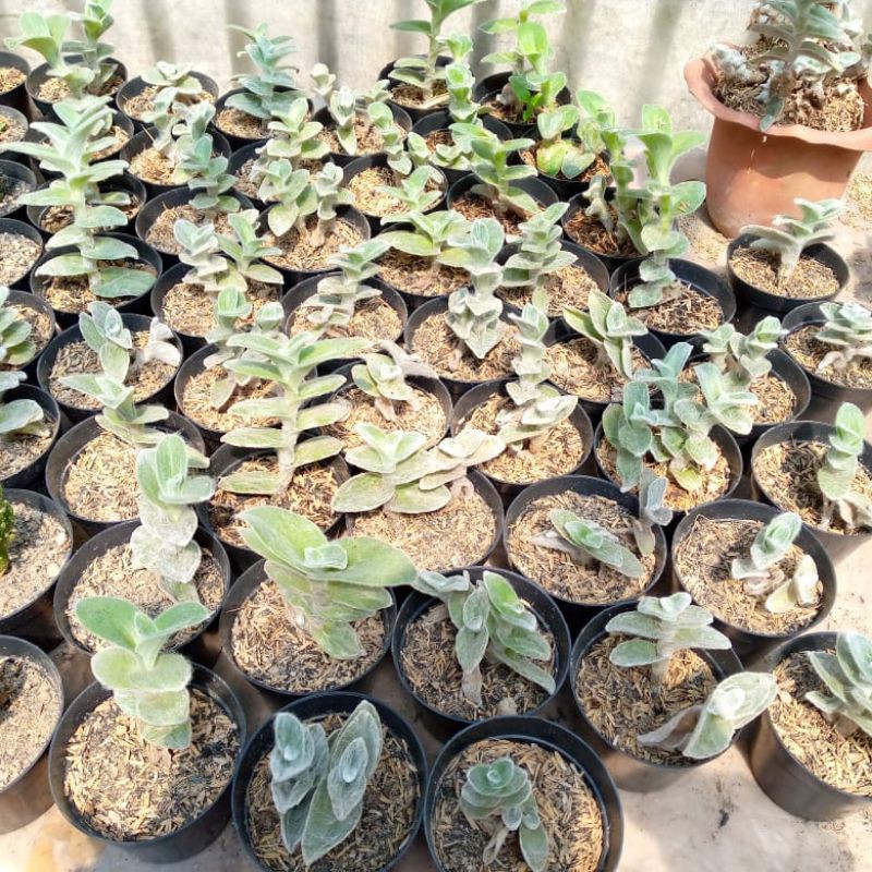 tradescantia sillamontana