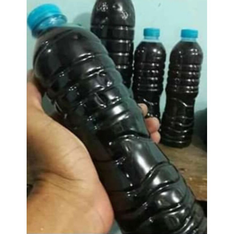 

Ketapang laut