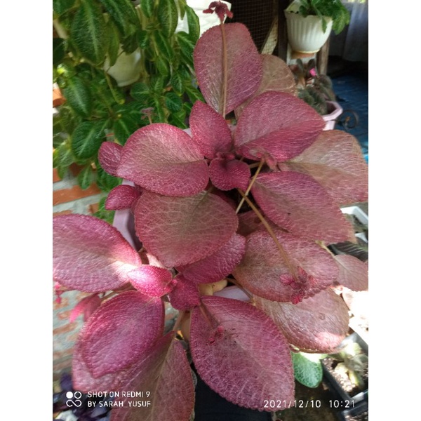 episcia pink flaminggo(brown beauty)