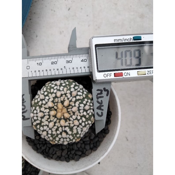 Astrophytum Asterias Superkabuto