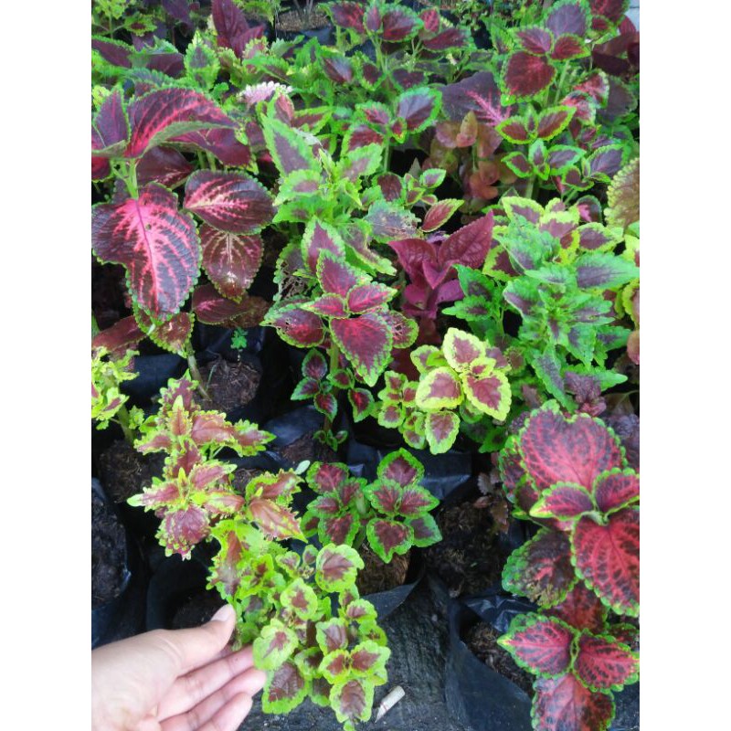 MIANA/MIANA MURAH/MIANA POLIBAG/MIANA BERAKAR 13love-shop