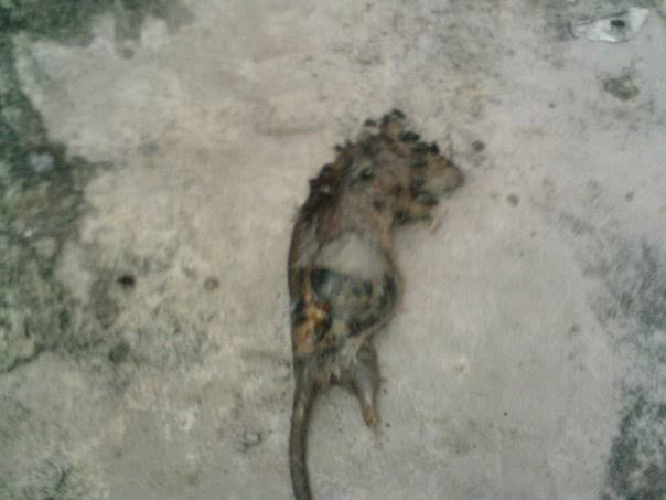 Ramtus Obat Racun Tikus Langsung Mati Kering Tidak Bau Sangat Ampuh Racun Pembasmi Tikus 12 Pack