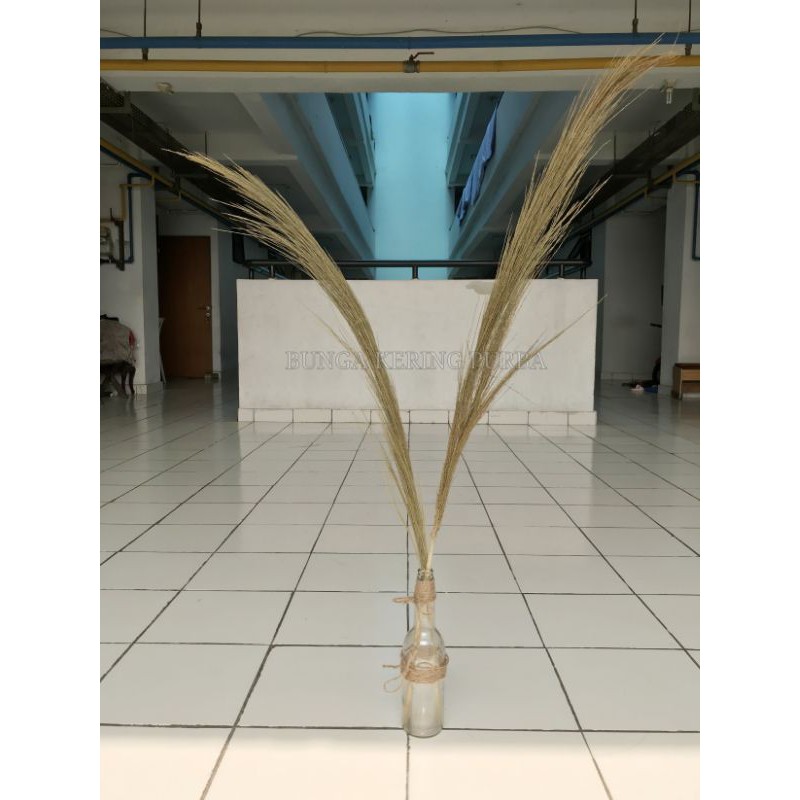 10 pampas rayung / bunga pampas lokal / pampas kering / bunga kering decorasi