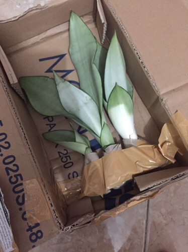 Sanseviera Moon Shine Lidah Mertua Mousen Tanaman Indoor - Nabata