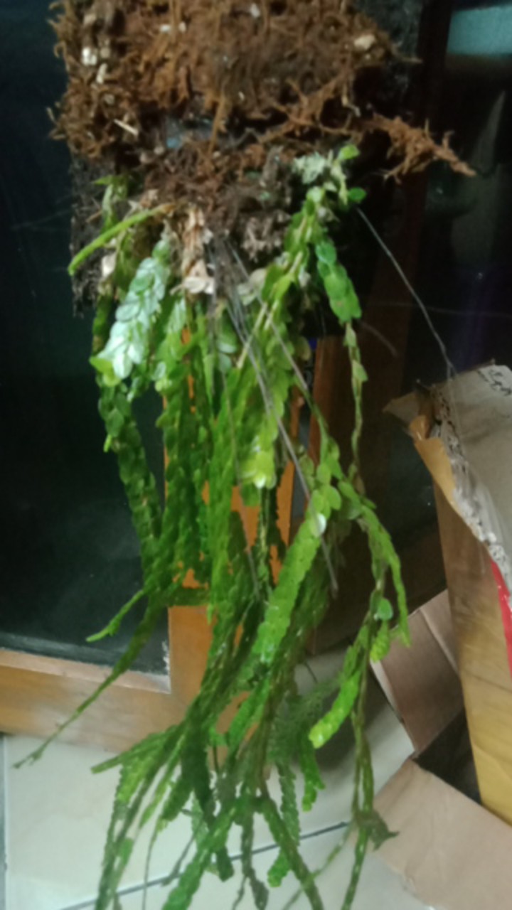 Bibit Tanaman Hias Huperzia Subur Dengan Media Pakis Lempeng