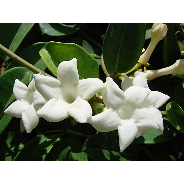 Melati Madagascar - Madagascar Jasmine - Stephanotis floribunda - Tanaman Hias