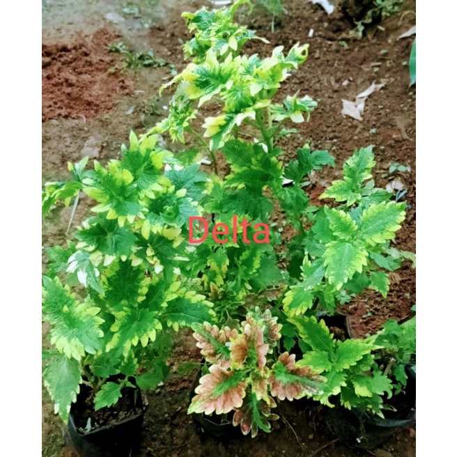 Tanaman hias jawer kotok