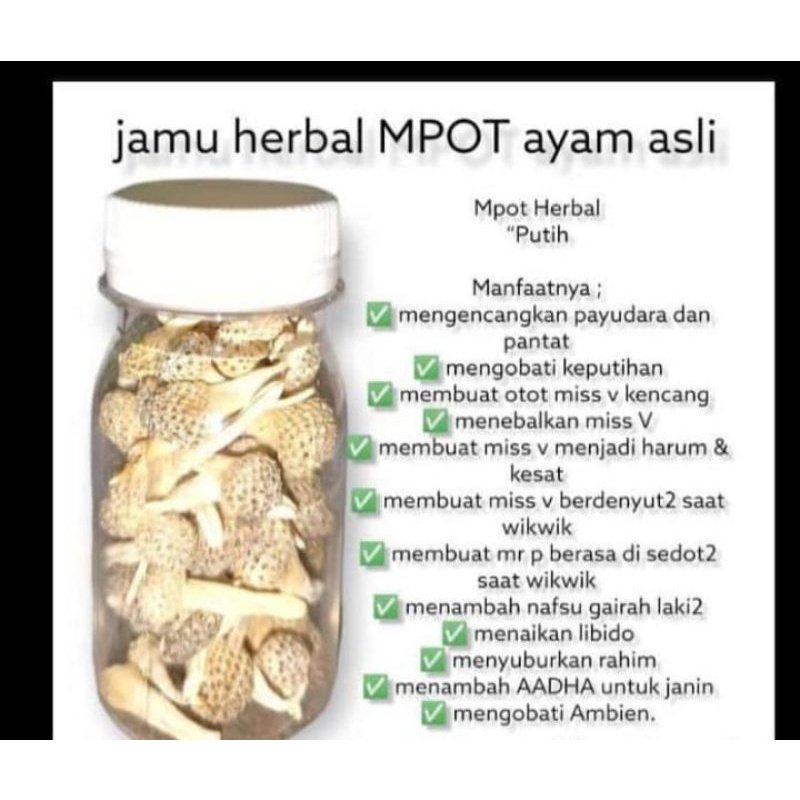 Empot Ayam super putih