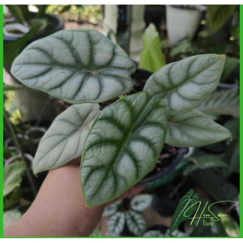BUNGA ALOCASIA SILVER DRAGON BONGGOL BAWAH CACAH / BUNGA KELADI TENGKORAK SILVER