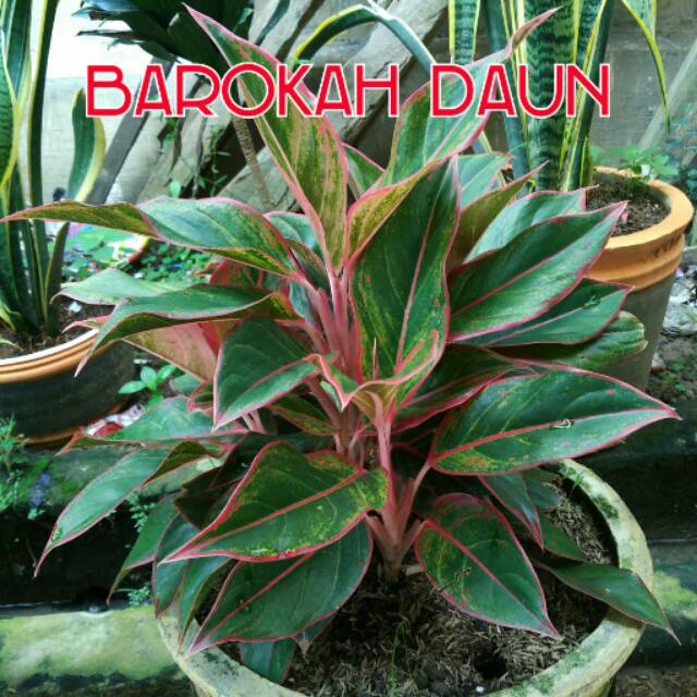 Bunga aglonema lipstik