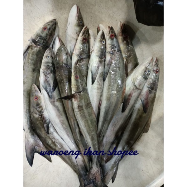 

ikan segar gabus laut harian( budun) 1 kg