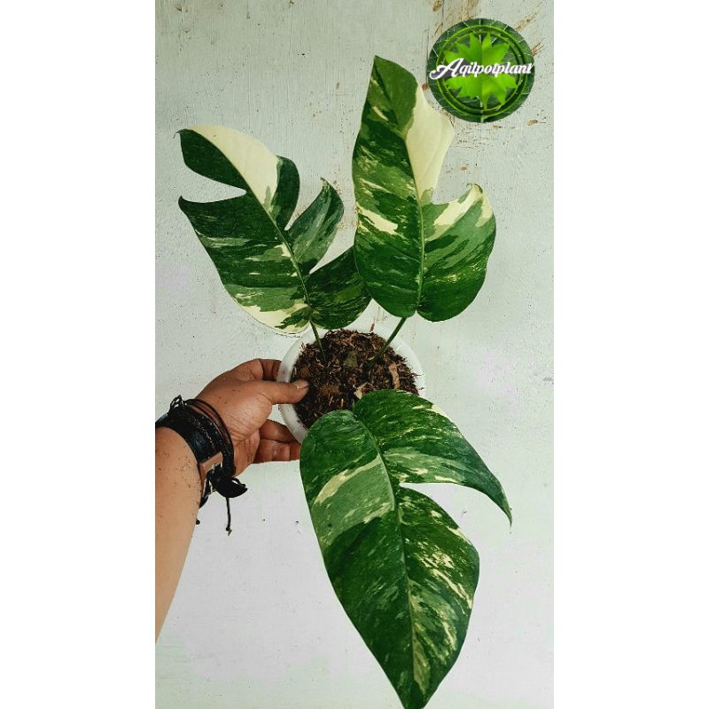 epipremnum pinnatum albo varigata white