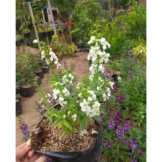 Tanaman Hias Lavender  Angelonia Pohon Lavender  Bunga  