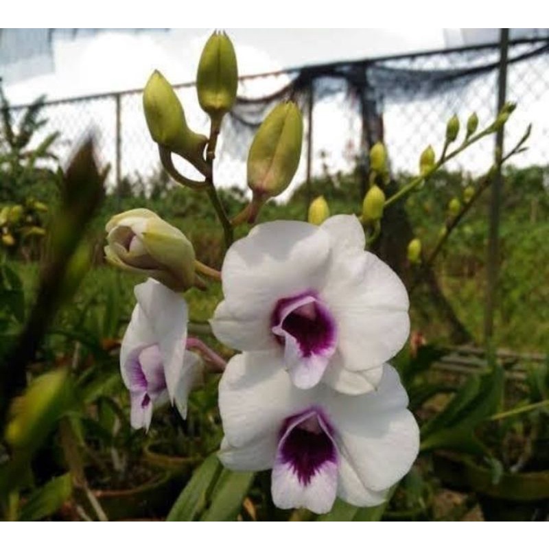 dendrobium   ( dendro mini )