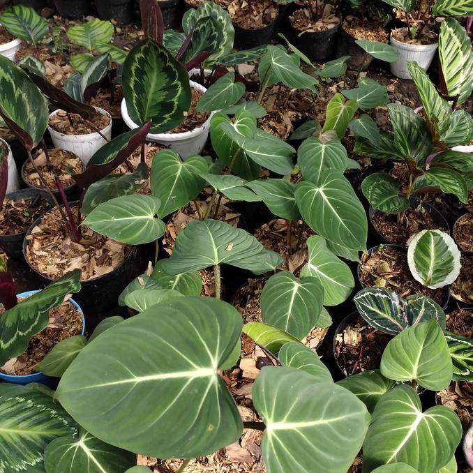 Tanaman Hias Philodendron Gloriosum Gloryosum Philo Glorisium Janeamarashop