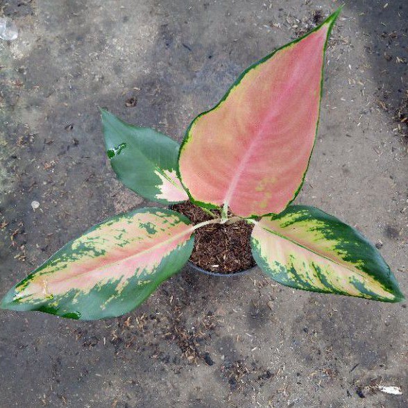 aglonema kocin tembaga