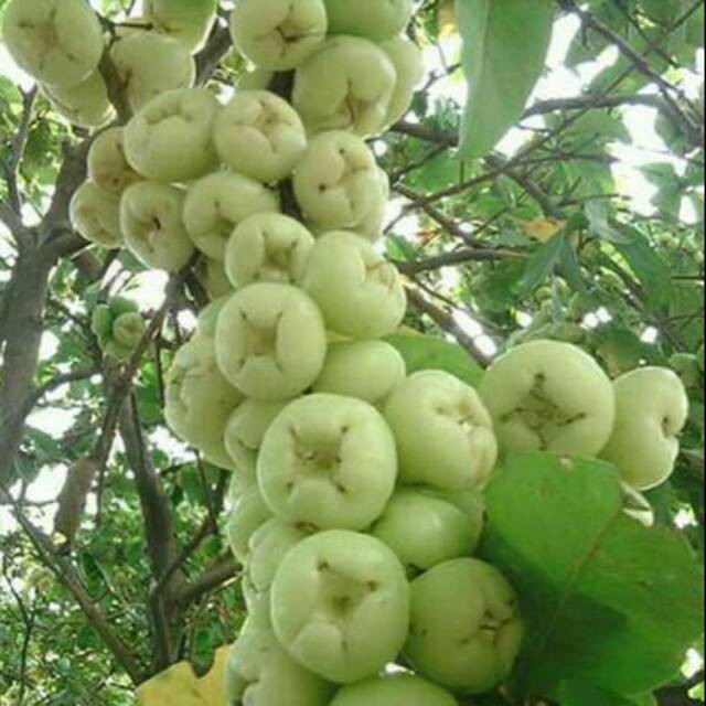 BIBIT BUAH JAMBU AIR MADURA/Bibit jambu air putih (BIBIT TERBAIK)