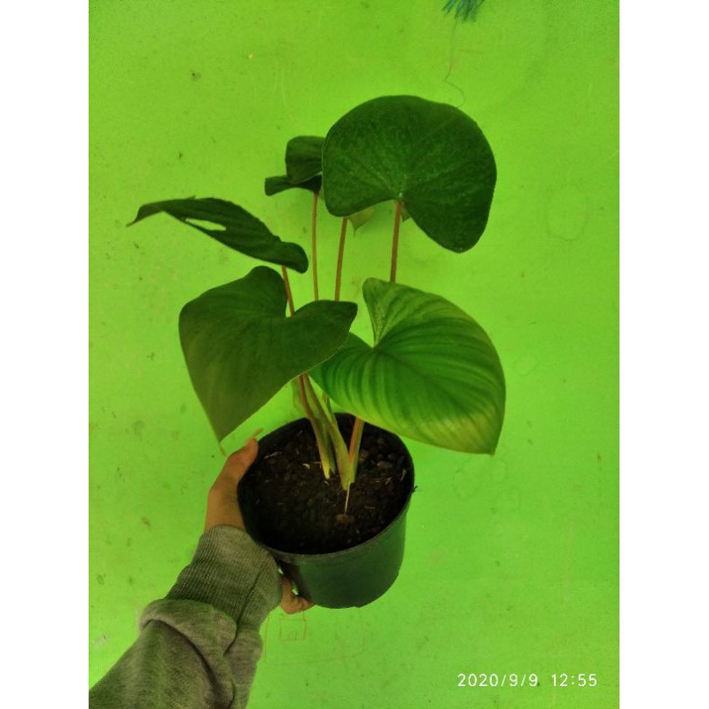 Tanaman hiaa Pilo marbel- Pilo marbel tanaman hias