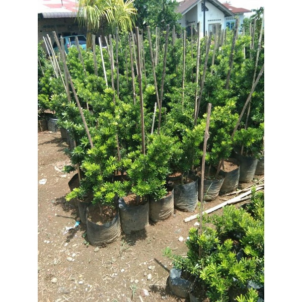 Pohon Lohansung Cincuan Besar 70cm