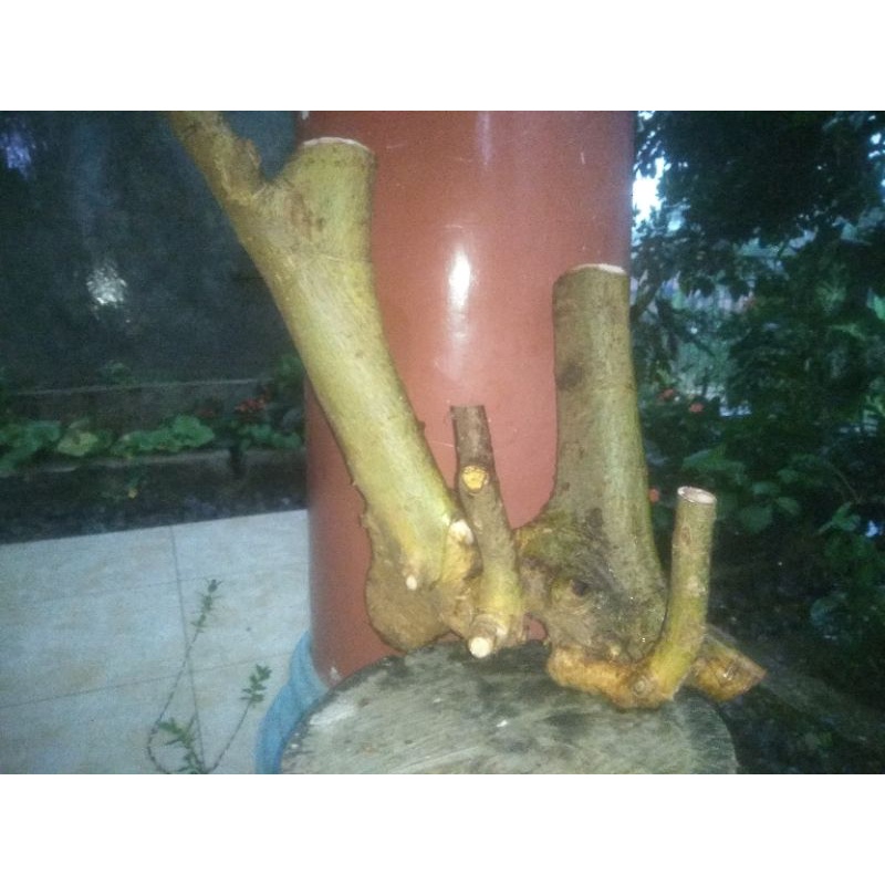 Bahan Bonsai Loa (ficus racemosa) + bonus 1 bahan serut ukuran kecil