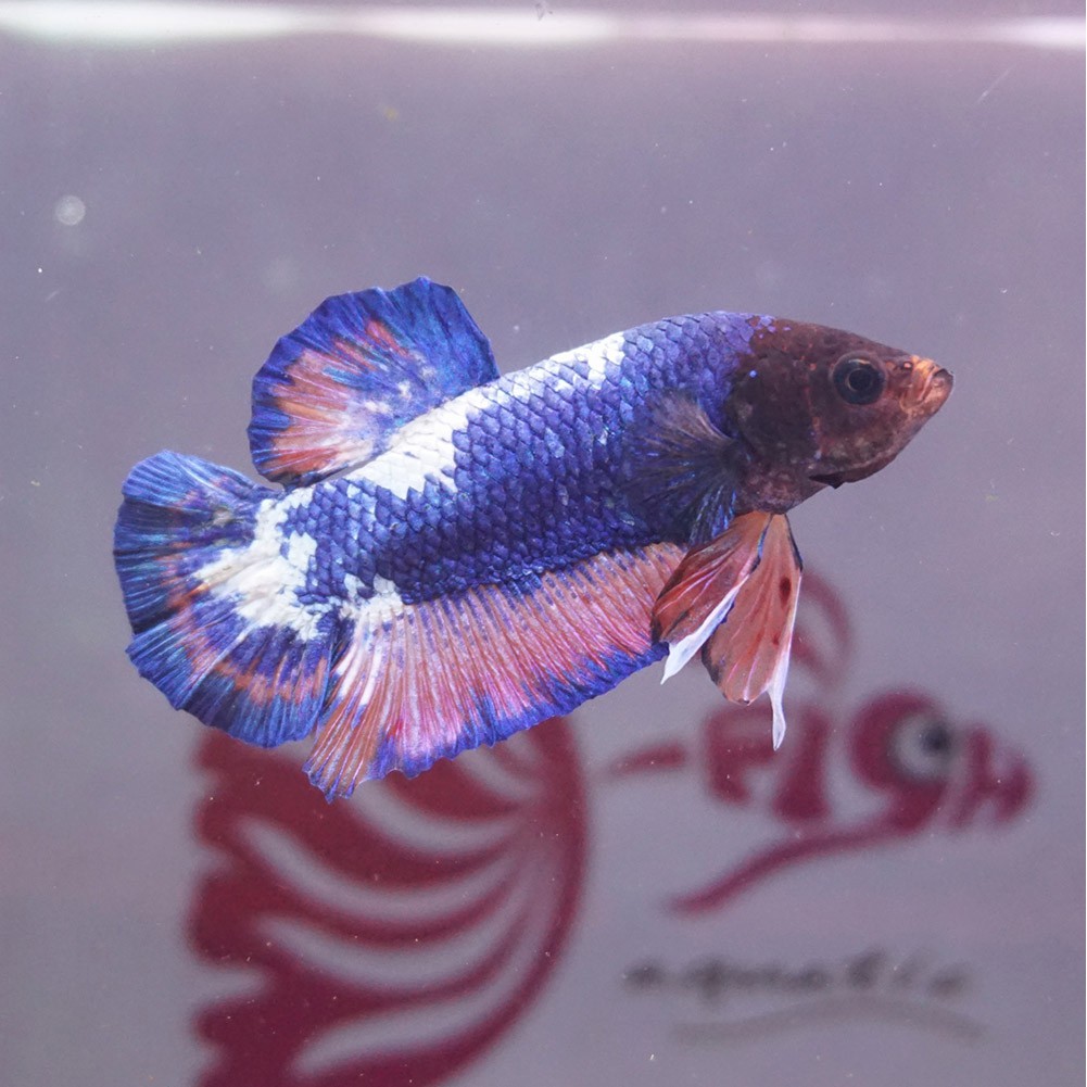 cupang male plakat panda flamingo jantan 0208