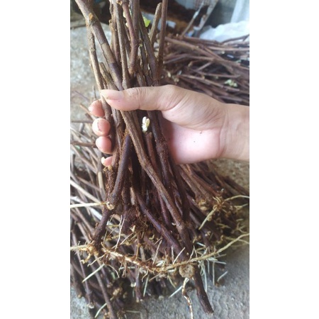 cutting anggur issabella udah berkalus dan akar