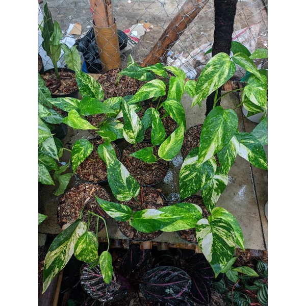 Epipremnum pinnatum variegata kuning