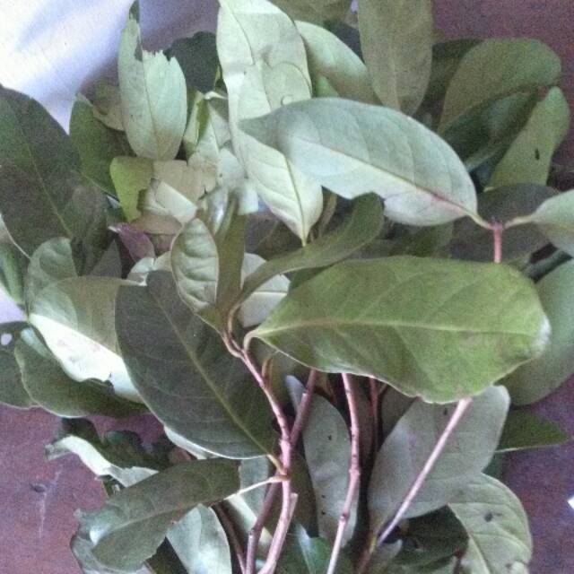 

Daun Salam Segar Perikat