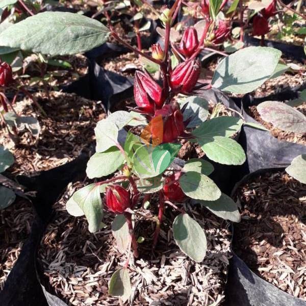 Bibit Bunga Rosella Merah