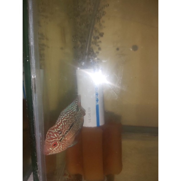 Burayak Progress Kamfa F3 size 5cm up