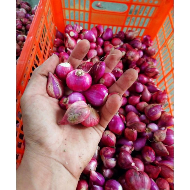 

Bawang merah asli brebes ukuran campur 250 gr