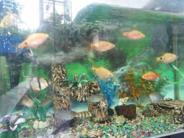 Baju Batik Anak Perempuan Umur 3-5 Tahun Susun Canda Random