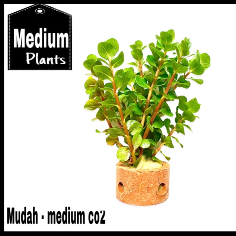 Rotala macandra Bangladesh ( tanaman aquascape )