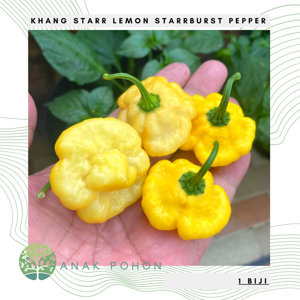 Benih Bibit Biji - Cabai Khang Starr Lemon Starrburst Cabe Pepper Seeds