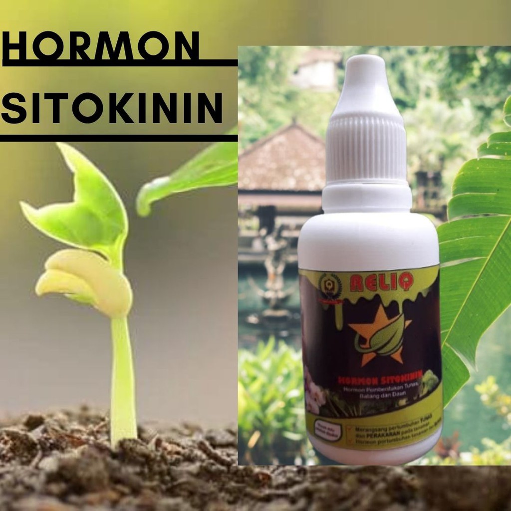 Hormon Perangsang Batang Dan Daun Sitokinin Murni, Hormon Sitokinin, Hormon Tanaman Sitokinin