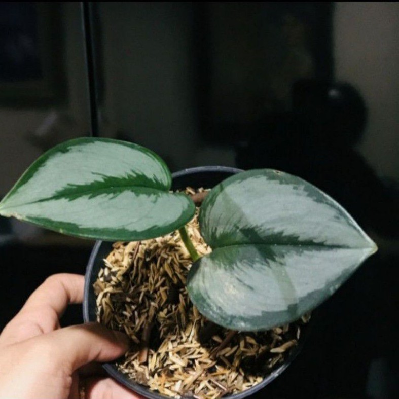 tanaman hias scindapsus sp sumatra - scindapsus treubii love