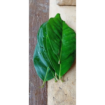 

daun salam bumbu masak