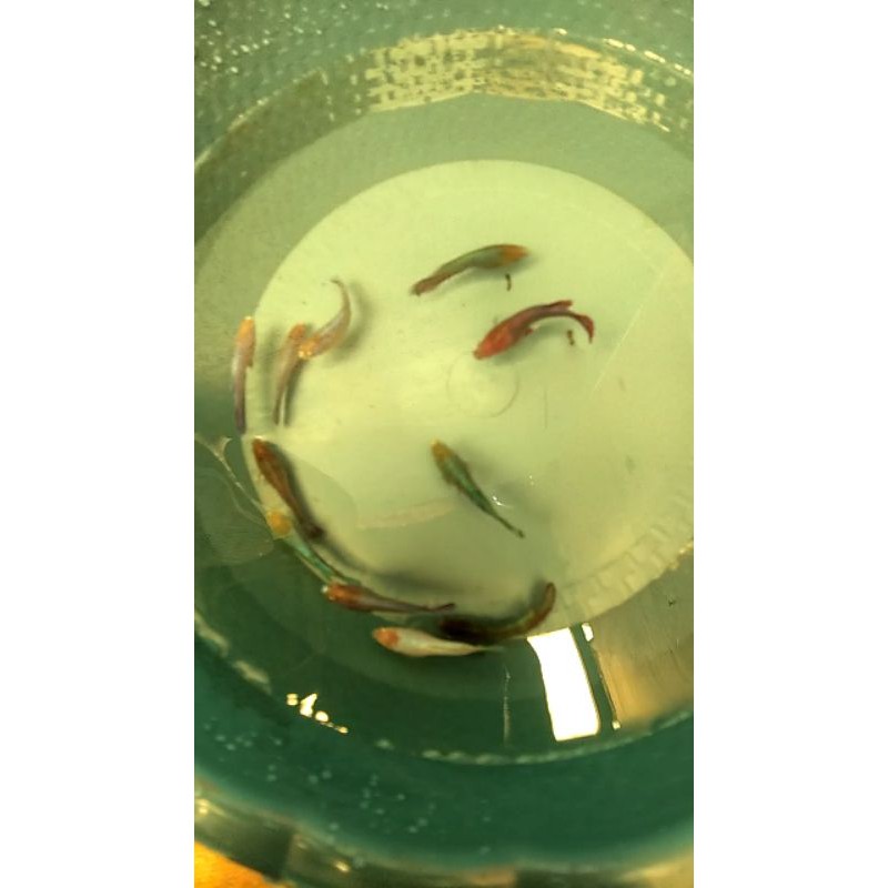 ikan cupang besgel