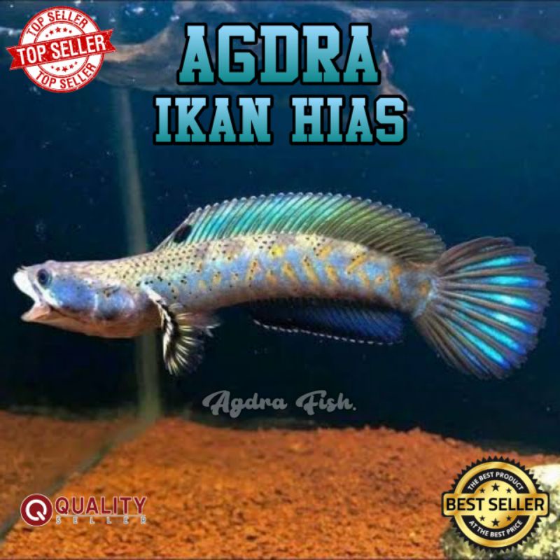 

CHANNA BLUE PULCHRA